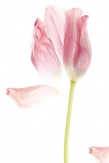 Paul solberg, Red Tulip, 2008, impression sur toile, édition limitée, datée, signée et tamponnée, 61 x 91 cm