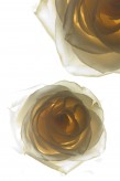 Paul Solberg, Piaf, 2009, impression sur toile, édition limitée, satée, signée, tamponnée, 61 x 91 cm