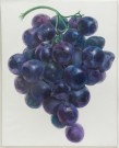 Don Nice Purple Grapes, 1967 Acrylique sur toile 152,4 x 101,6 cm