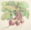 Don Nice Turnips, 1972 Aquarelle 50 x 50 cm