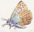 Don Nice Moth, 1994 Aquarelle 20 x 20 cm