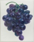 Don Nice, Purple Grapes, 1967 Acrylique sur toile 152,4 x 101,6 cm